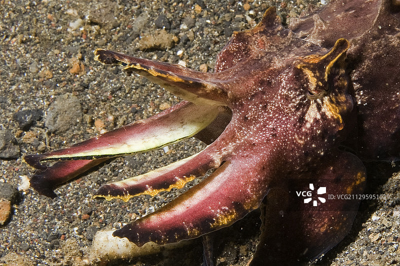 火焰乌贼特写图片素材