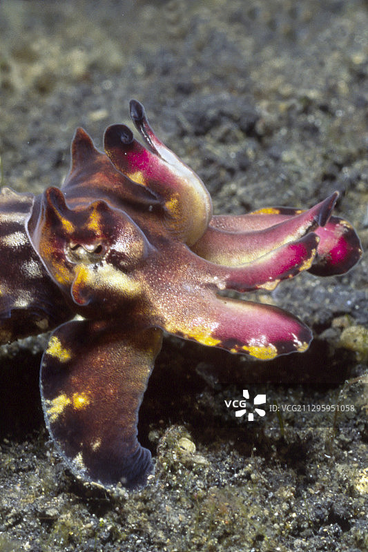 火焰乌贼特写图片素材