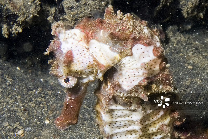 多刺海马特写图片素材