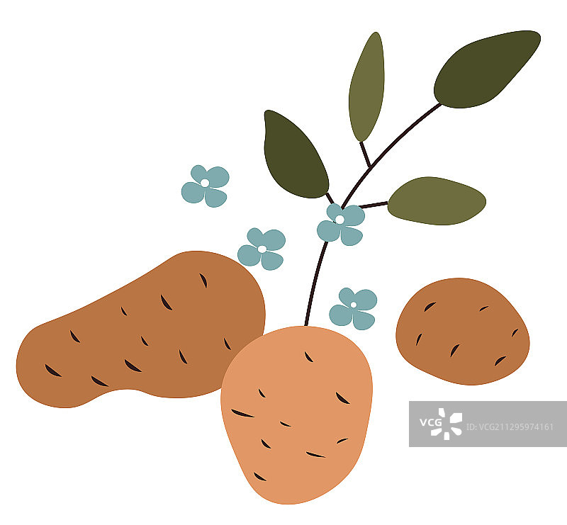 带枝叶花果的生马铃薯图片素材