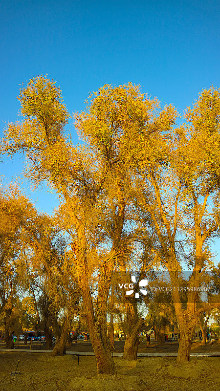 新疆沙雅县沙漠胡杨图片素材