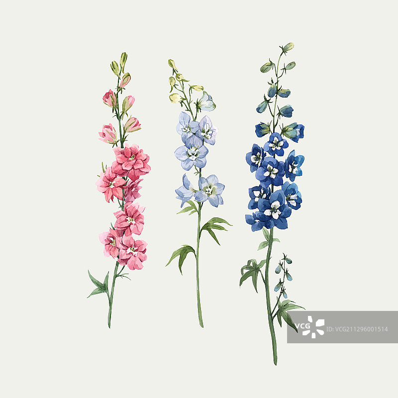 美丽水彩花卉套装，粉色图片素材