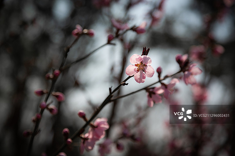 2020年4月5日，北京玉东郊野公园的紫叶李正在盛放。图片素材