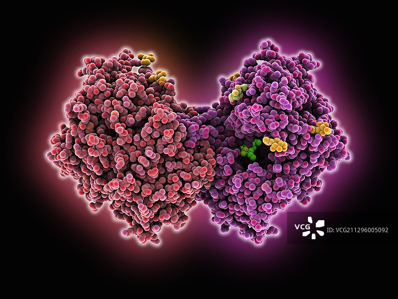 二肽基肽酶4分子模型图片素材