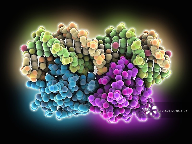 与阻遏蛋白复合的DNA分子模型图片素材