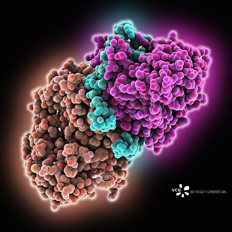 内切核酸酶处理CRISPR RNA分子模型图片素材