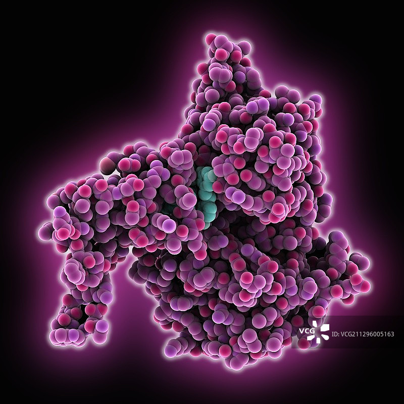 SIRT1 白藜芦醇复合物分子模型图片素材