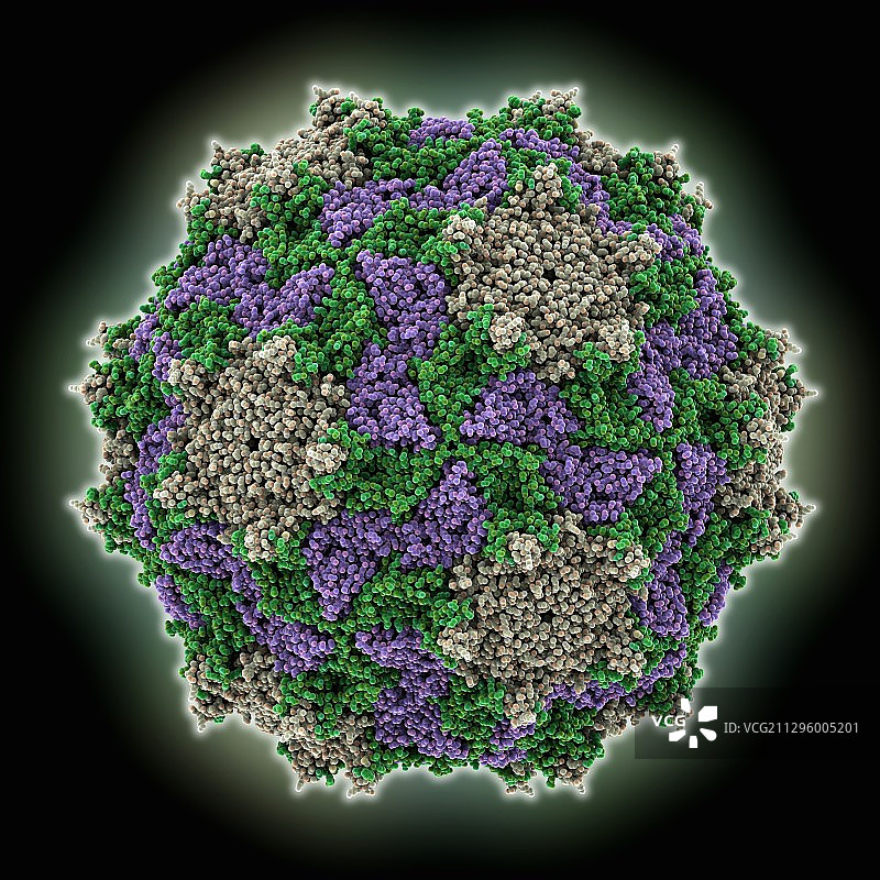 锥猎蝽病毒衣壳分子模型图片素材