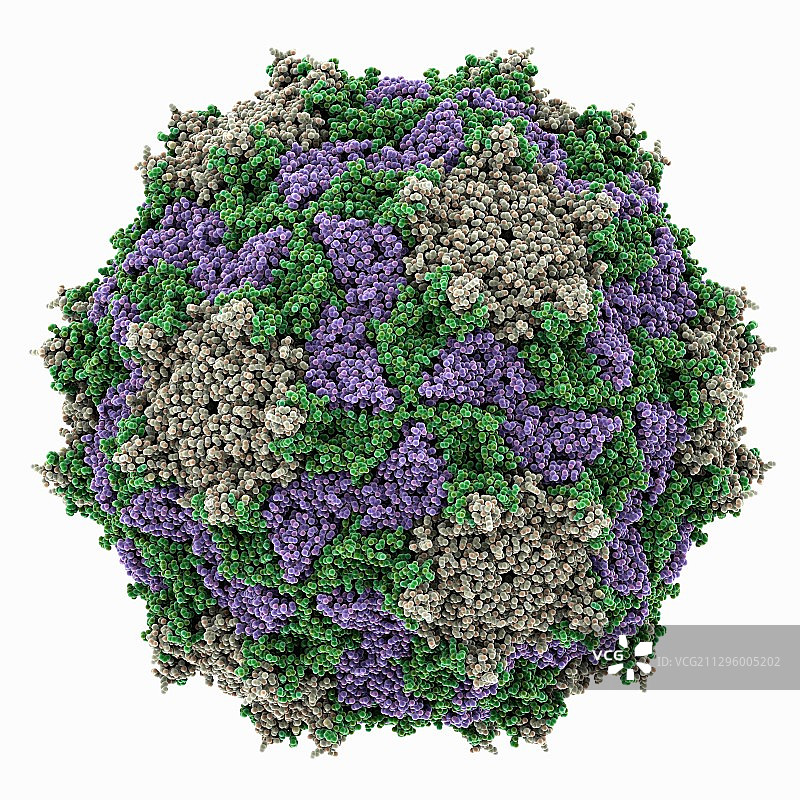 锥猎蝽病毒衣壳分子模型图片素材