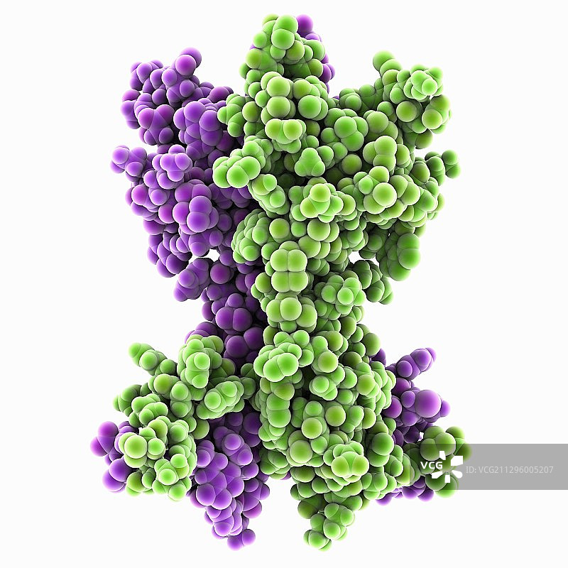 鼠神经生长因子分子模型图片素材