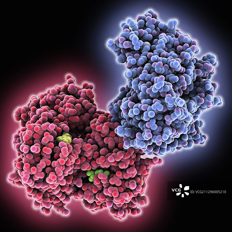 细胞凋亡诱导因子蛋白分子模型图片素材
