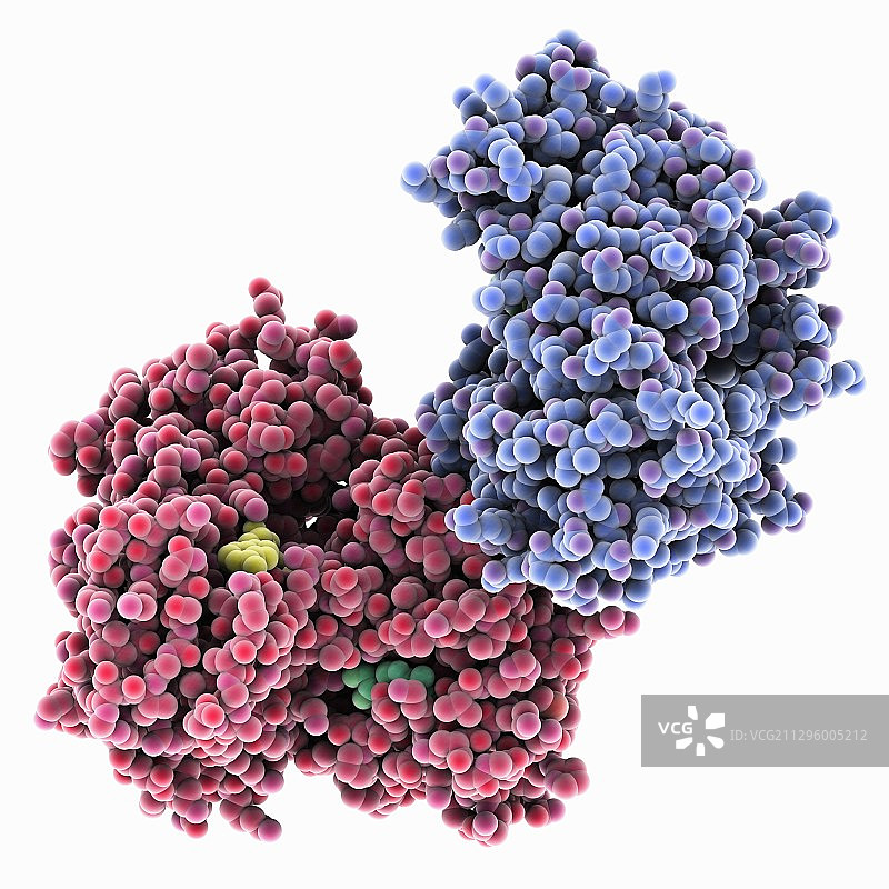 细胞凋亡诱导因子蛋白分子模型图片素材