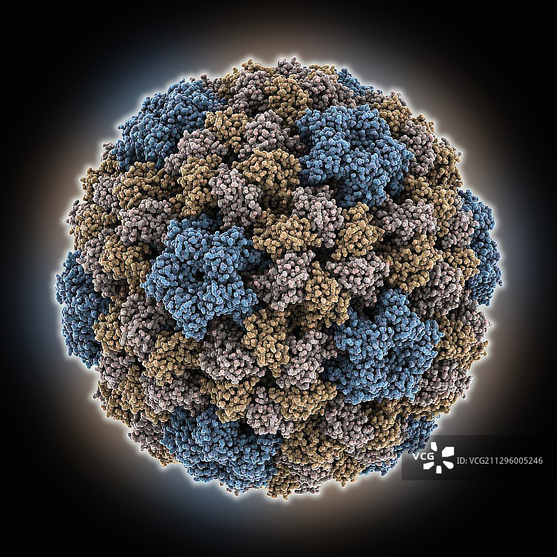 带有破伤风抗原决定簇的巨细胞病毒颗粒，分子模型图片素材
