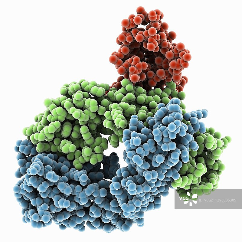 Coltuximab fab复合物分子模型图片素材
