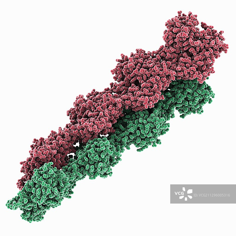 肌动蛋白丝分子模型图片素材
