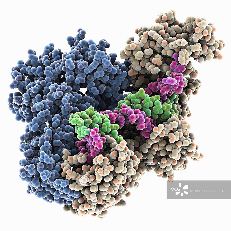 HIV-1逆转录酶复合物分子模型图片素材