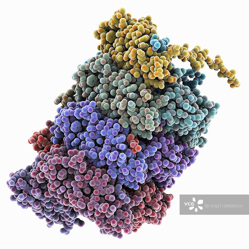 1型菌毛杆分子模型图片素材