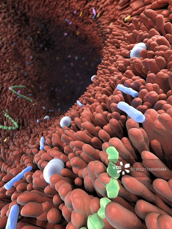 肠道菌群插图图片素材
