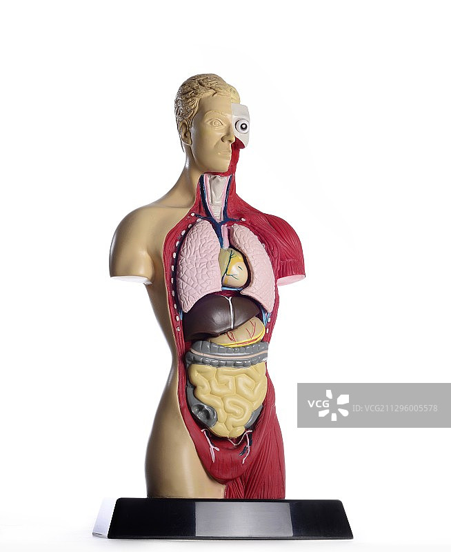 解剖模型图片素材
