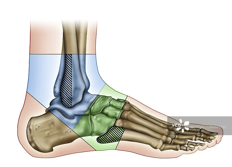 足部解剖结构插图图片素材
