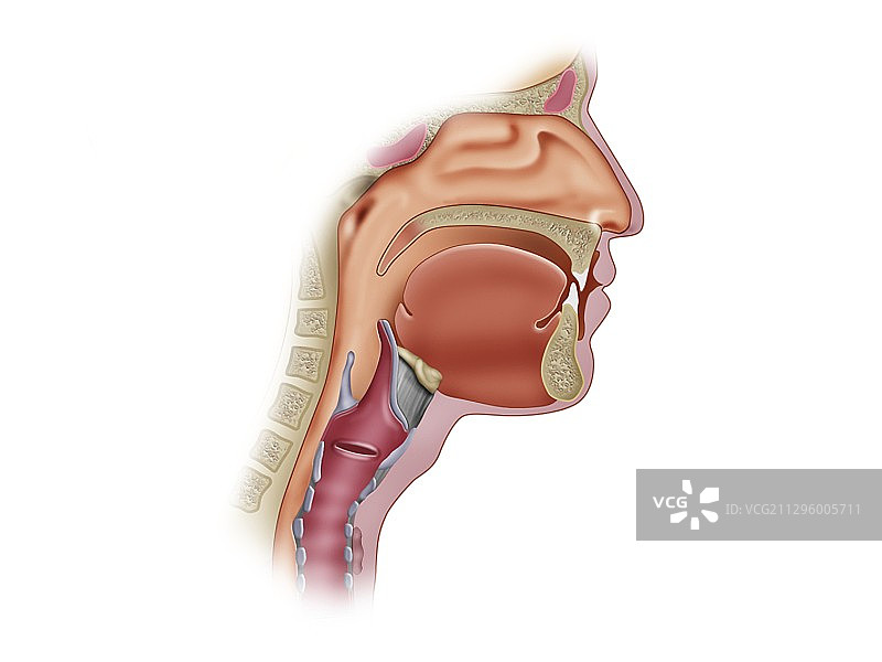 口腔和咽喉解剖结构图图片素材