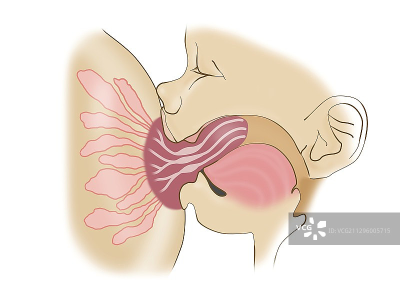 母乳喂养的解剖结构，图示图片素材