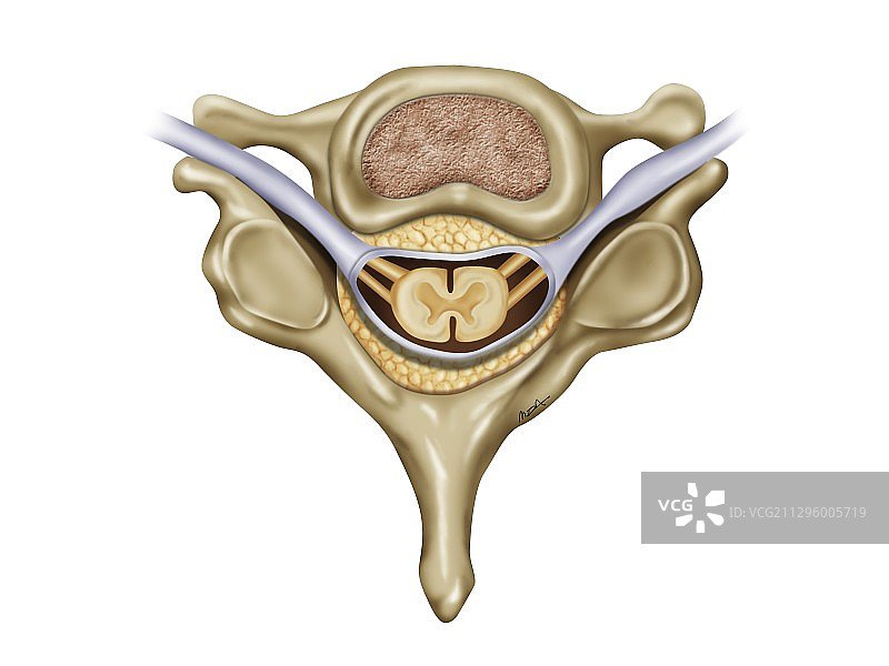 脊椎解剖结构图图片素材