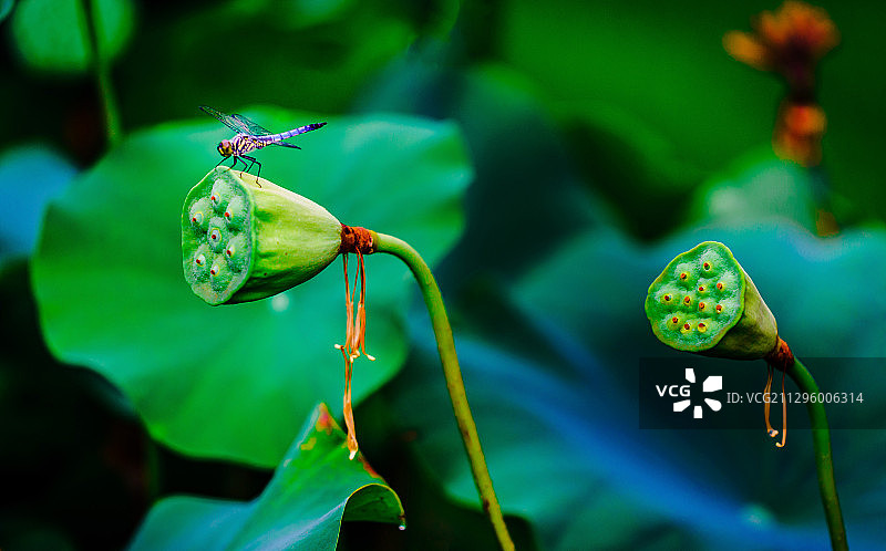 成熟的莲蓬 蜻蜓 荷叶图片素材