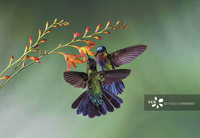 火喉蜂鸟在花丛中觅食图片素材