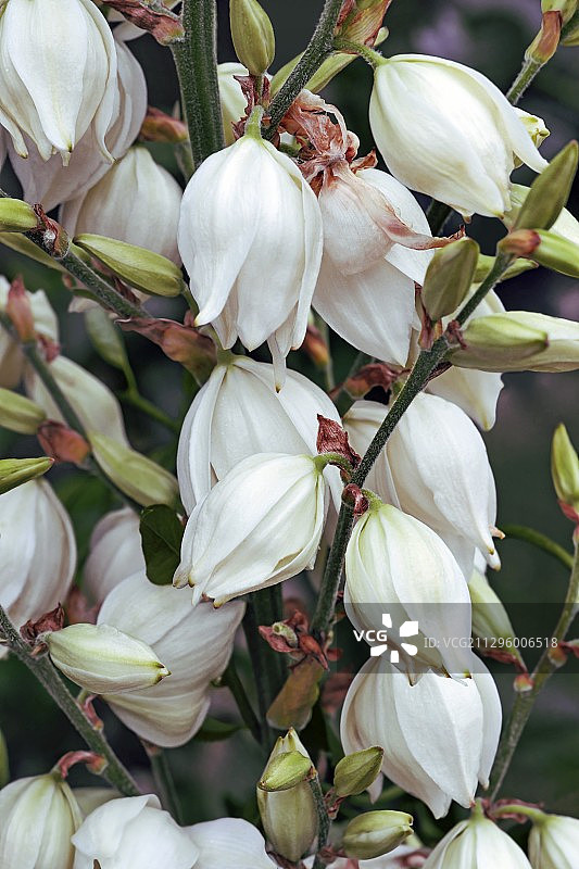 普通丝兰图片素材