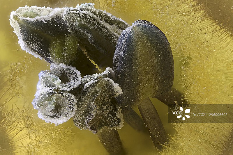 秘鲁灯笼果花的生殖器官图片素材