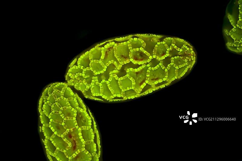 百合花粉显微照片图片素材