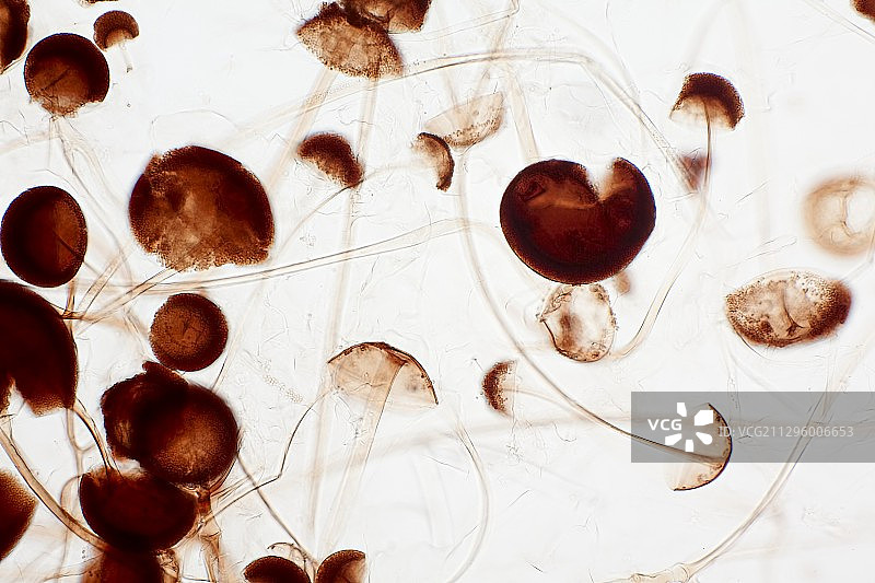 毛霉菌浅显微照片图片素材