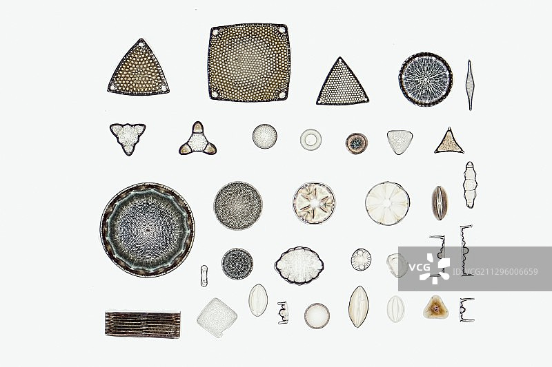 硅藻显微照片图片素材