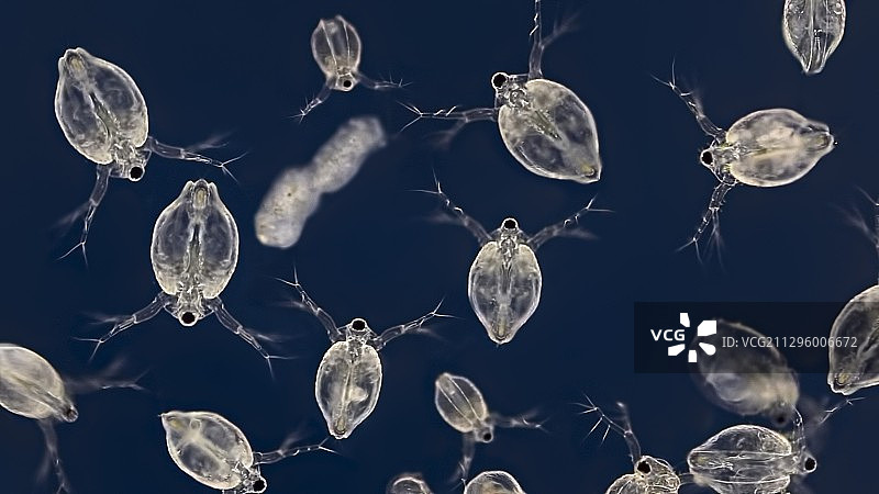 水蚤显微照片图片素材