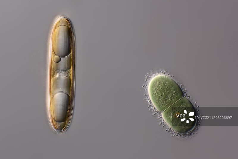 硅藻和色球蓝细菌显微照片图片素材
