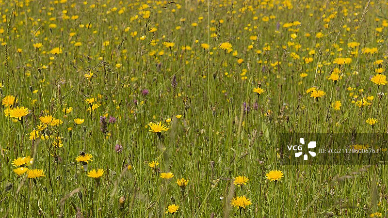 粗糙山柳菊，英国威尔士图片素材