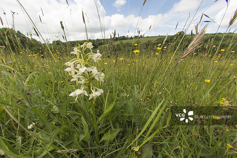 英国大蝶兰图片素材