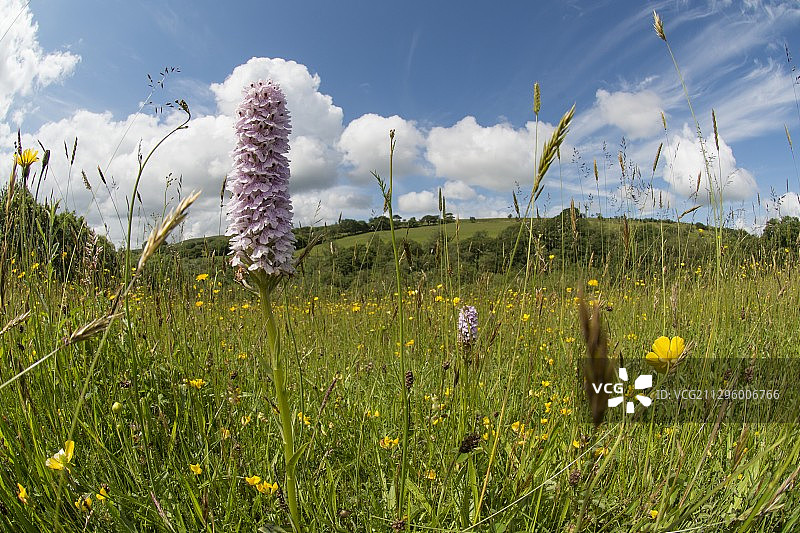 普通斑点兰花，英国威尔士图片素材