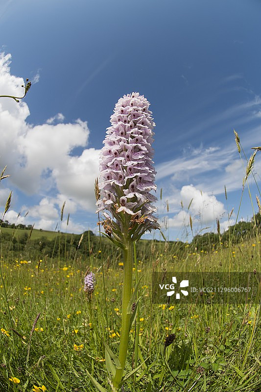 普通斑点兰花，英国威尔士图片素材