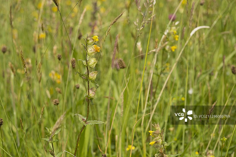 小 Rhinanthus 开花，英国图片素材