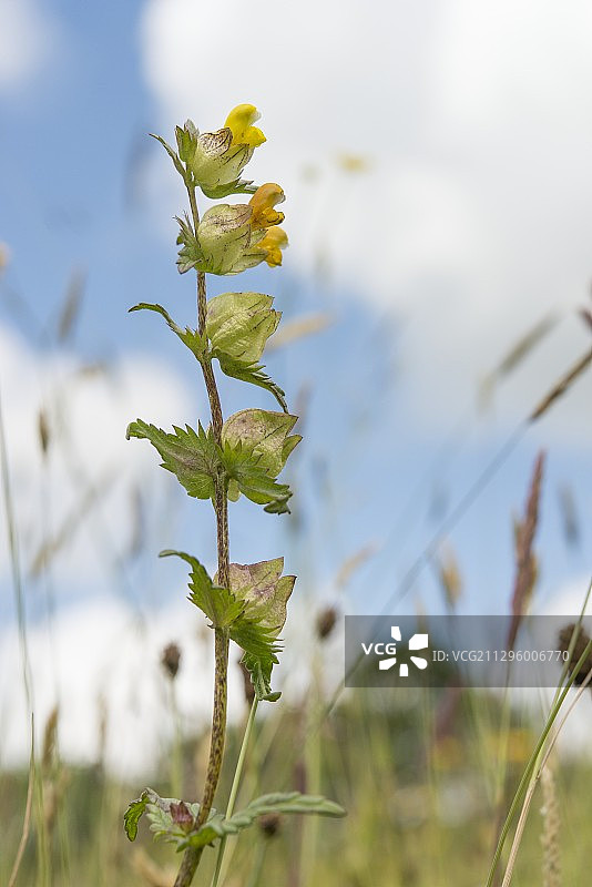 小 Rhinanthus 开花，英国图片素材