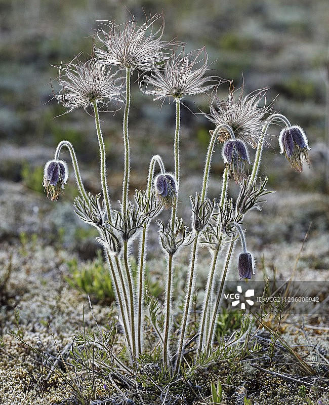 草原顶冰花（Pulsatilla pratensis）图片素材