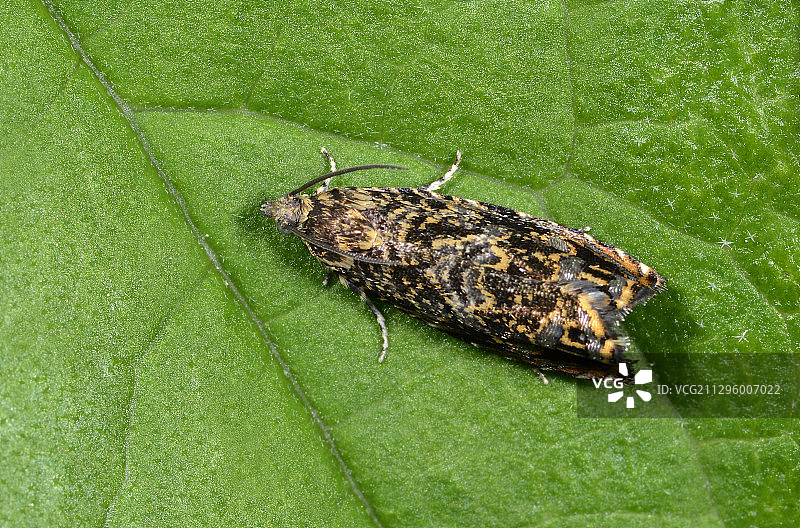 樱桃树皮蛾图片素材