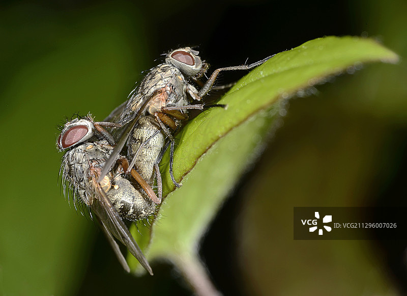 家蝇交配图片素材