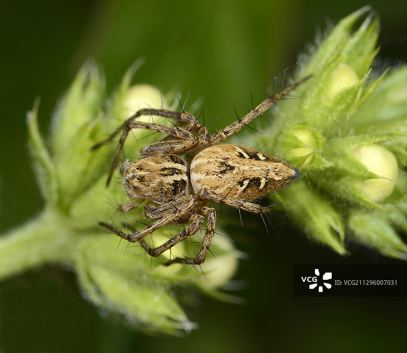 雌性猫蛛图片素材