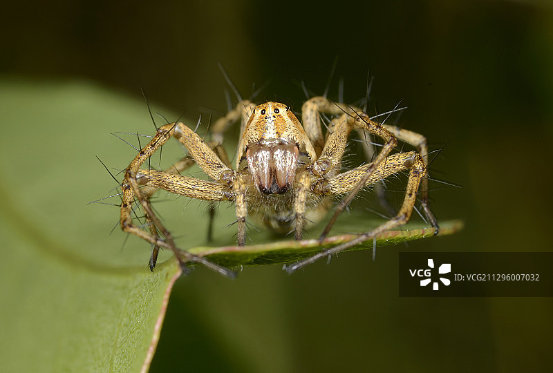 红猫蜘蛛，雌性正面照图片素材
