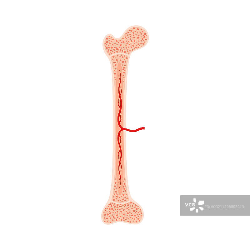 人体骨骼解剖图片素材