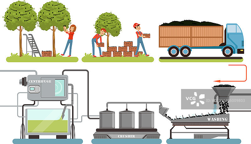 橄榄油生产过程：橄榄采摘图片素材