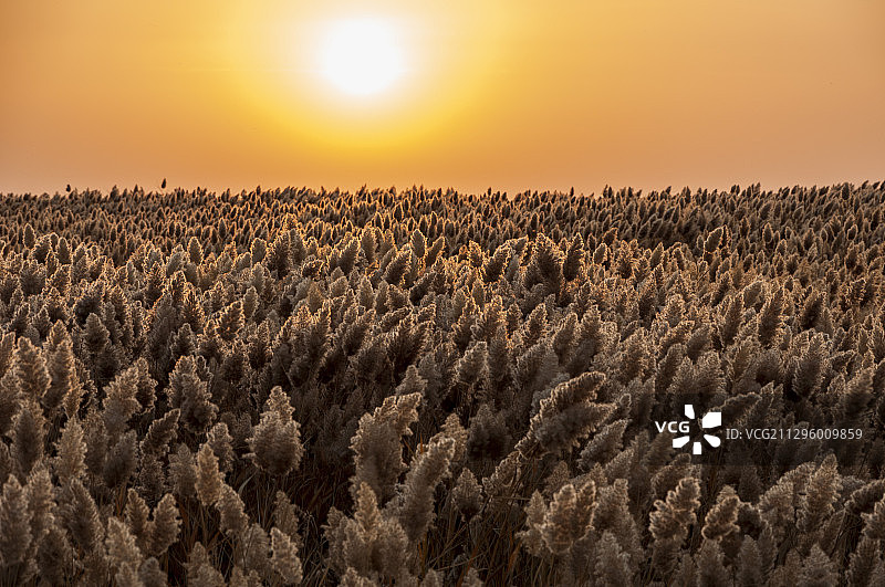 居延海日出图片素材